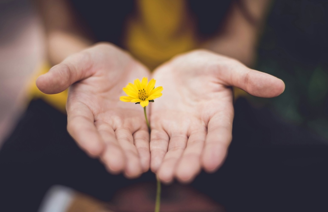 Hands with yellow flower